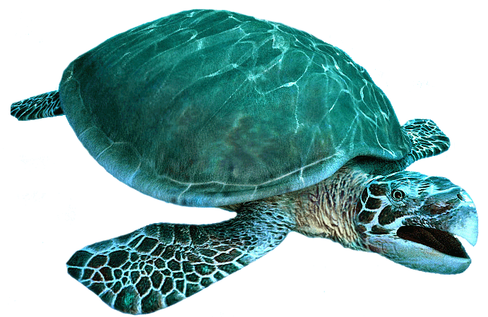 Archelon