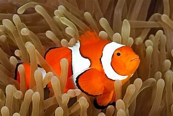 Clownfish