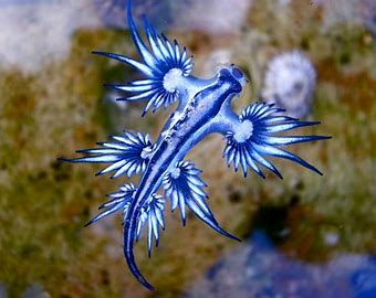 Blue Dragon