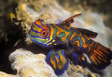 Mandarin Fish