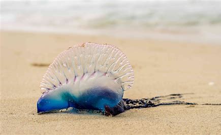 Portuguese man O War